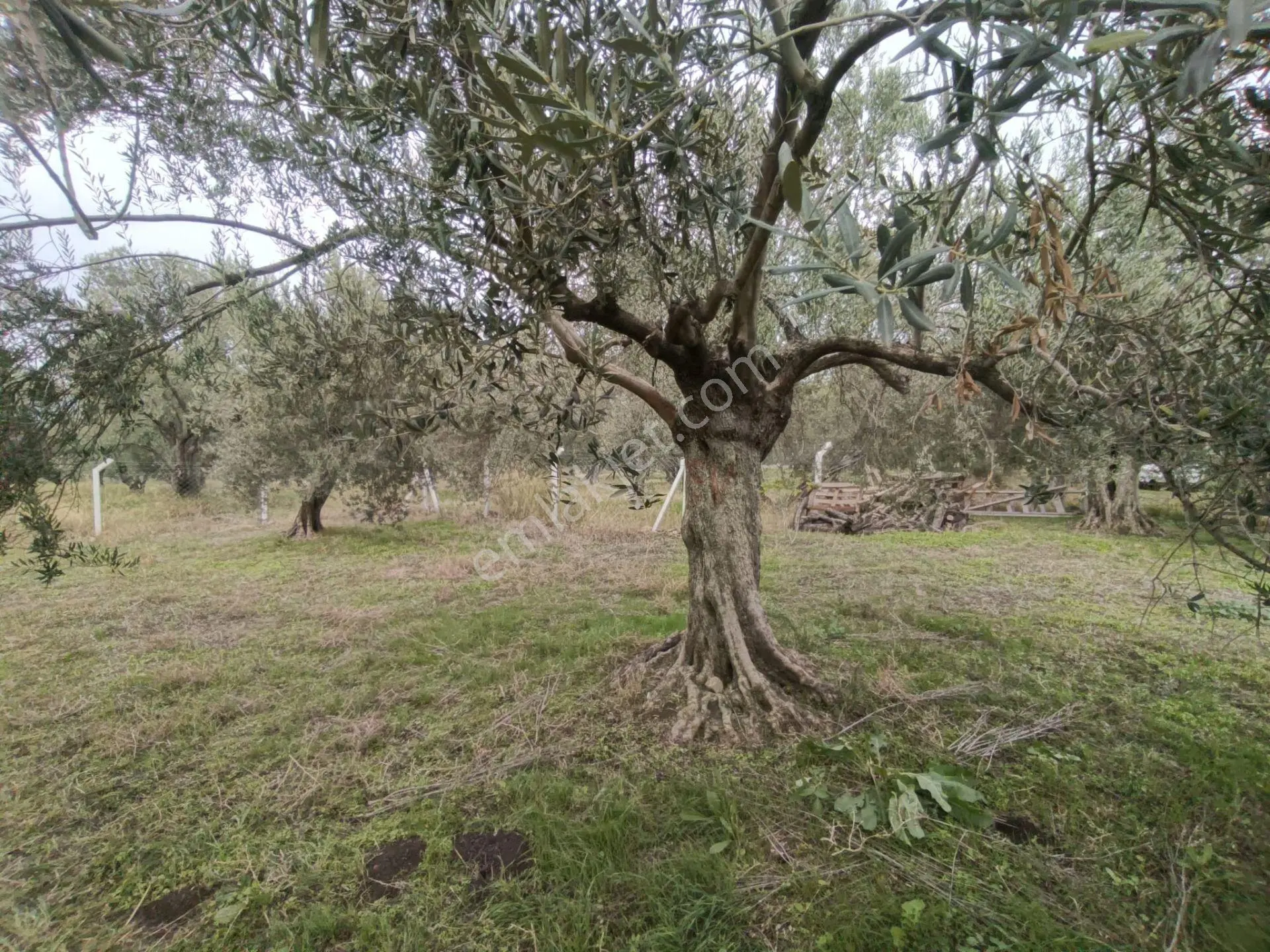Havran Mescit Merkeze Çok Yakın 1092 M2 — fotoğraf 29