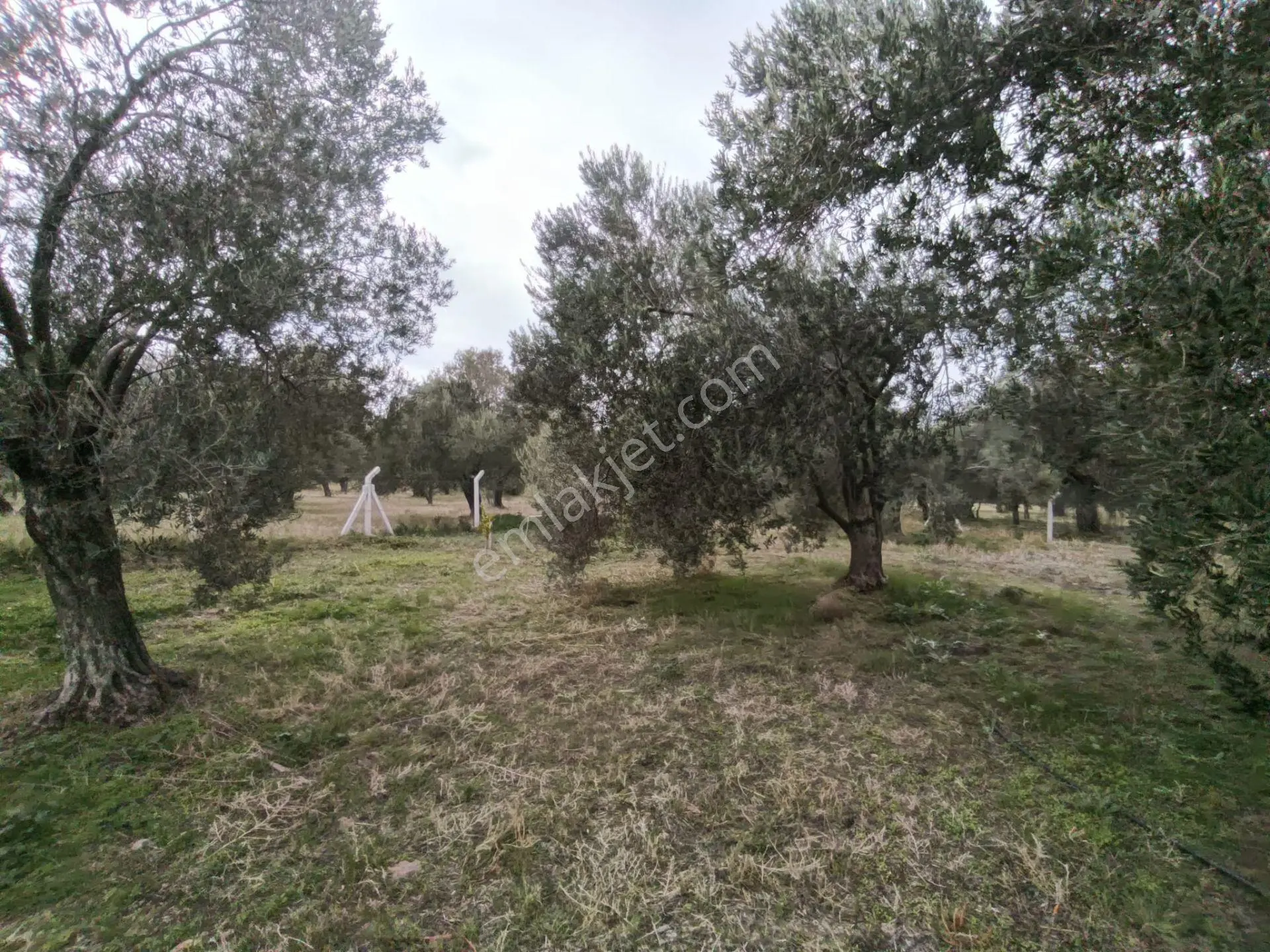 Havran Mescit Merkeze Çok Yakın 1092 M2 — fotoğraf 31