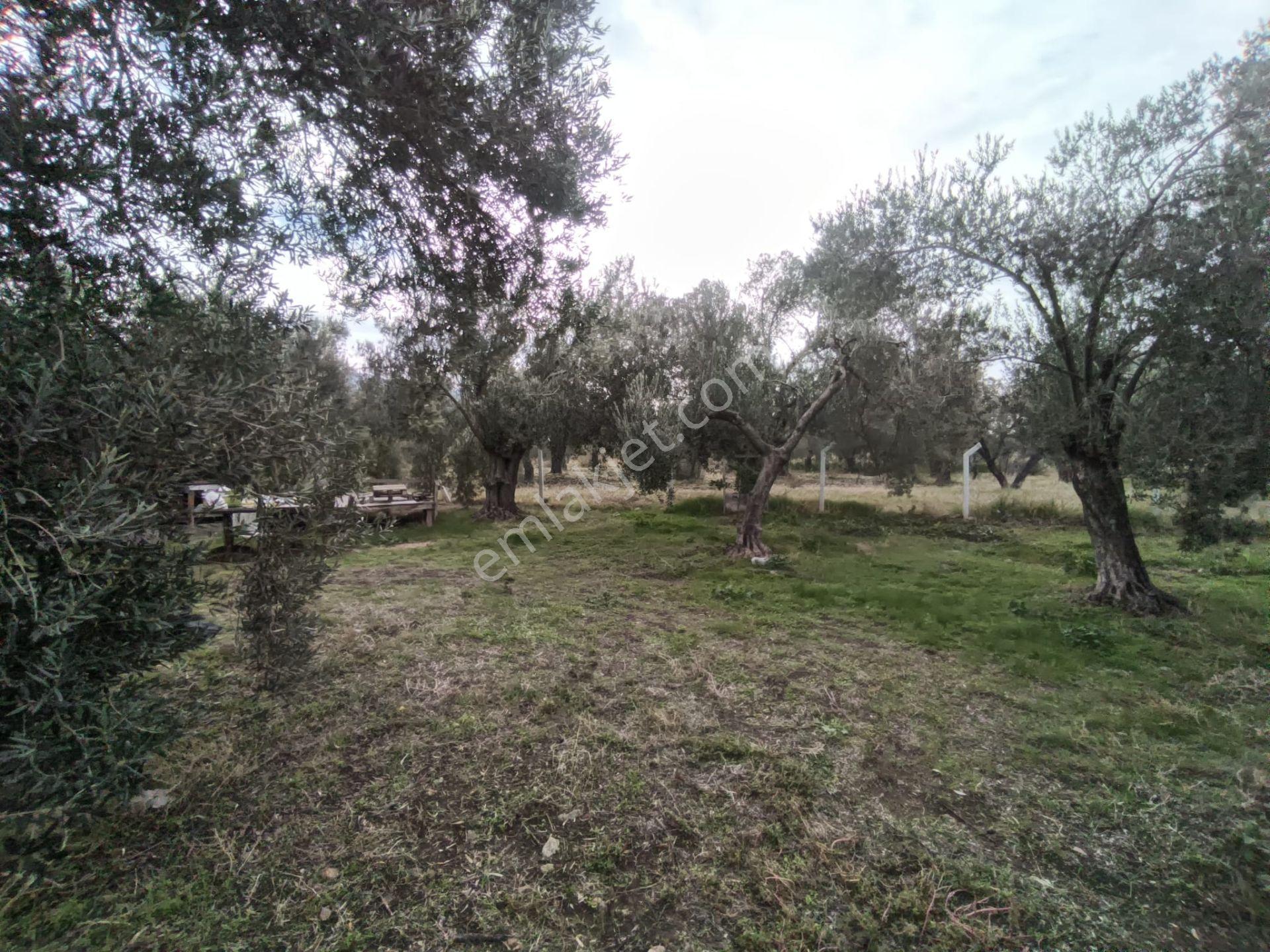 Havran Mescit Merkeze Çok Yakın 1092 M2 — fotoğraf 32