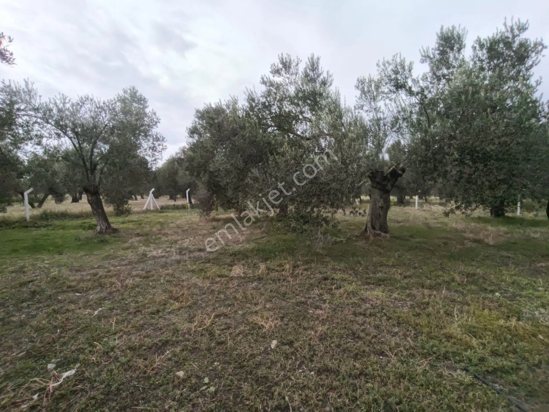 Havran Mescit Merkeze Çok Yakın 1092 M2 — fotoğraf 33