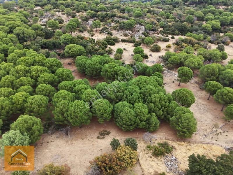 Şehirden Sıkılanlara Özel Bol Oksijenli Hobi Bahçesi — fotoğraf 3