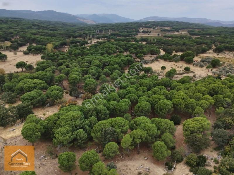 Şehirden Sıkılanlara Özel Bol Oksijenli Hobi Bahçesi — fotoğraf 5
