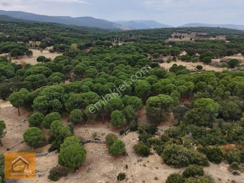 Şehirden Sıkılanlara Özel Bol Oksijenli Hobi Bahçesi — fotoğraf 7