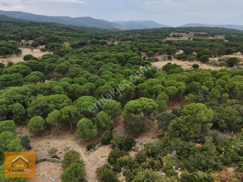 Şehirden Sıkılanlara Özel Bol Oksijenli Hobi Bahçesi — fotoğraf 8