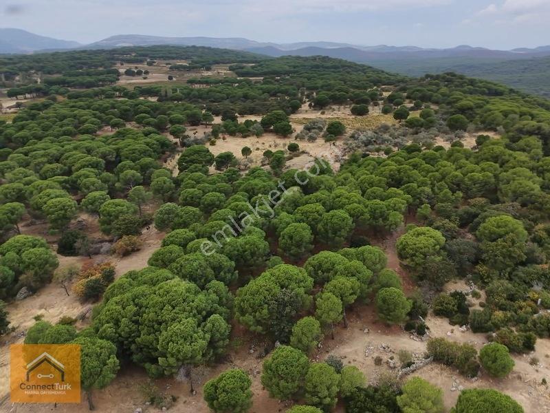 Şehirden Sıkılanlara Özel Bol Oksijenli Hobi Bahçesi — fotoğraf 9