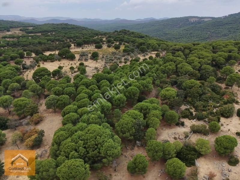 Şehirden Sıkılanlara Özel Bol Oksijenli Hobi Bahçesi — fotoğraf 10