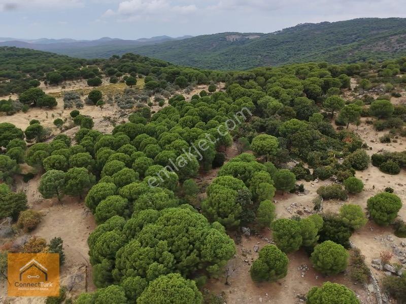 Şehirden Sıkılanlara Özel Bol Oksijenli Hobi Bahçesi — fotoğraf 11