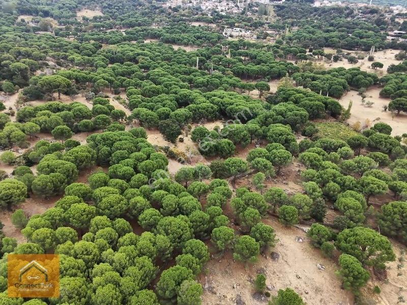 Şehirden Sıkılanlara Özel Bol Oksijenli Hobi Bahçesi — fotoğraf 12