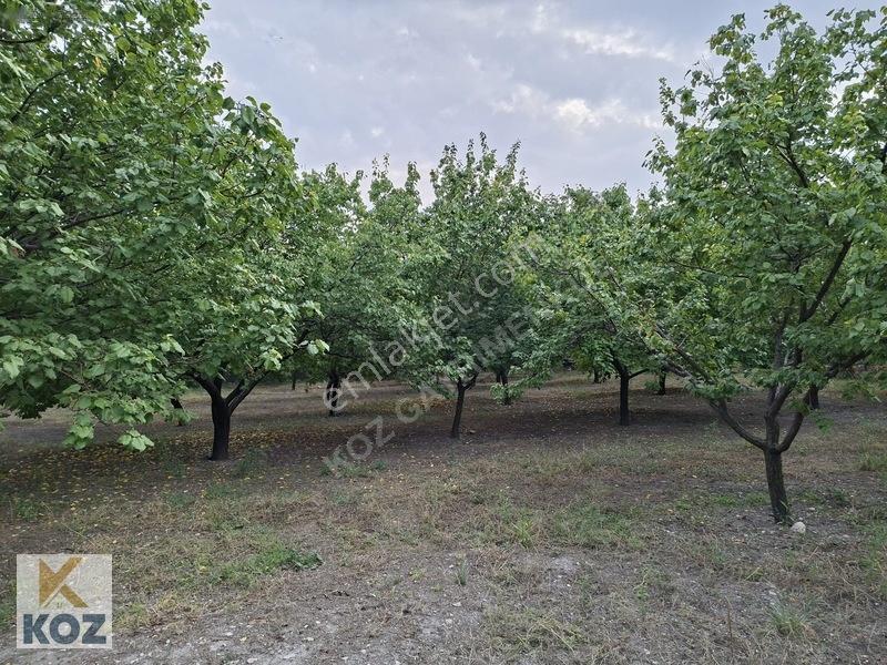 Eski Malatya Merkezde 3934m² Bahçe - Yatırım Fırsatı — fotoğraf 9