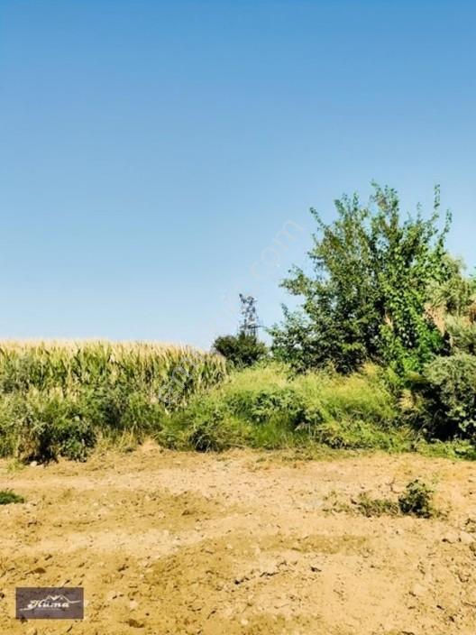 Şehzadeler'de Fırsat Tarla Kadastrol Yol Ve Elektrik Mevcut — fotoğraf 2