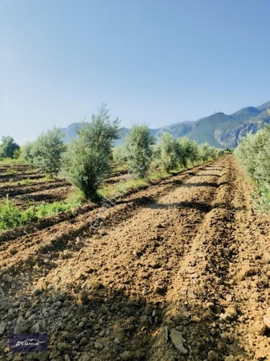 Şehzadeler'de Fırsat Tarla Kadastrol Yol Ve Elektrik Mevcut — fotoğraf 4