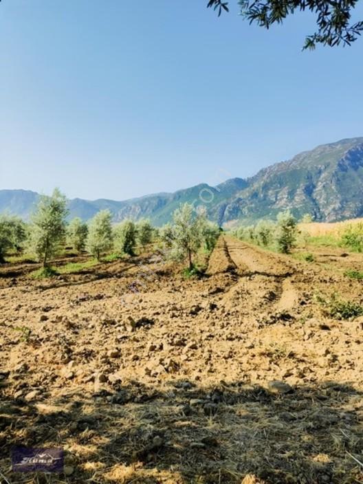 Şehzadeler'de Fırsat Tarla Kadastrol Yol Ve Elektrik Mevcut — fotoğraf 8