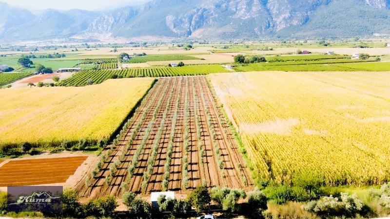 Şehzadeler'de Fırsat Tarla Kadastrol Yol Ve Elektrik Mevcut — fotoğraf 9