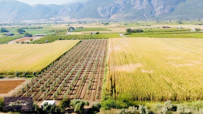 Şehzadeler'de Fırsat Tarla Kadastrol Yol Ve Elektrik Mevcut — fotoğraf 10