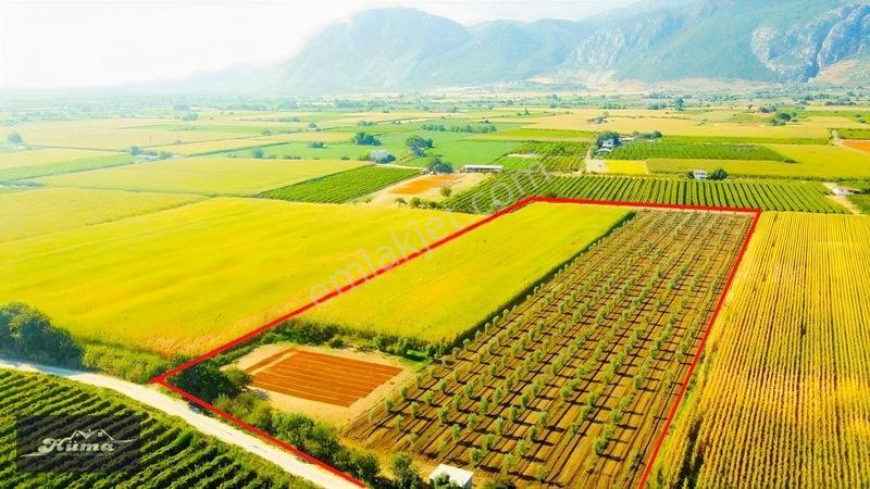 Şehzadeler'de Fırsat Tarla Kadastrol Yol Ve Elektrik Mevcut — fotoğraf 11