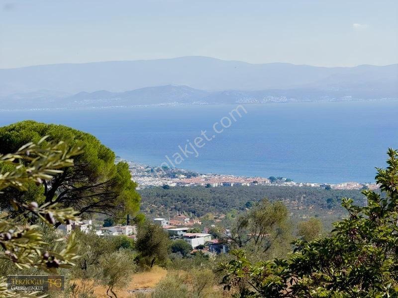 Terzioğlu'Ndan Avcılarda Ful Deniz Manzaralı Zeytinlik