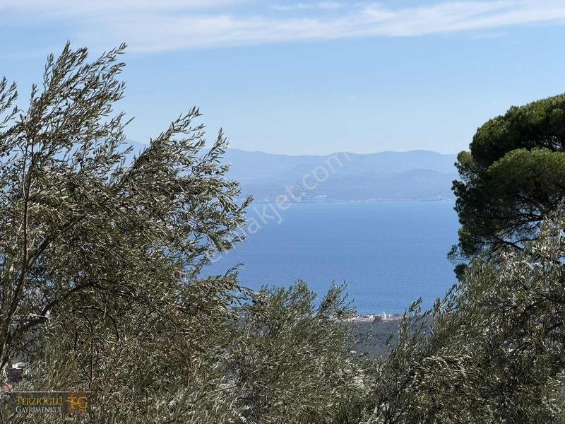 Terzioğlu'ndan Avcılarda Ful Deniz Manzaralı Zeytinlik — fotoğraf 2