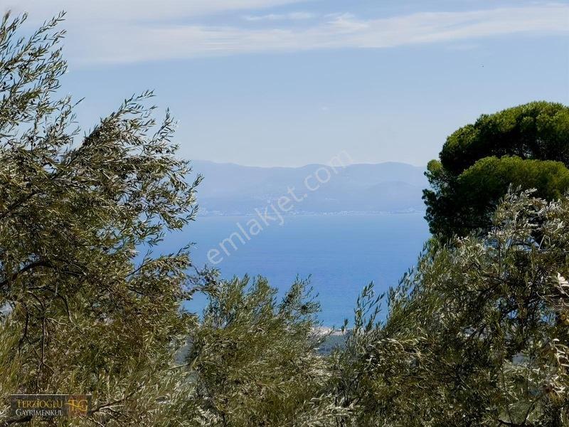 Terzioğlu'ndan Avcılarda Ful Deniz Manzaralı Zeytinlik — fotoğraf 3