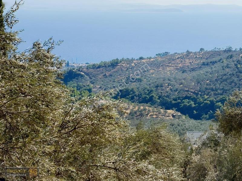 Terzioğlu'ndan Avcılarda Ful Deniz Manzaralı Zeytinlik — fotoğraf 5