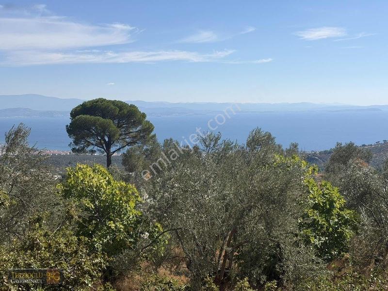 Terzioğlu'ndan Avcılarda Ful Deniz Manzaralı Zeytinlik — fotoğraf 6