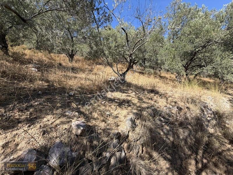 Terzioğlu'ndan Avcılarda Ful Deniz Manzaralı Zeytinlik — fotoğraf 10