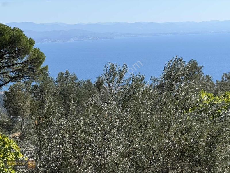 Terzioğlu'ndan Avcılarda Ful Deniz Manzaralı Zeytinlik — fotoğraf 12