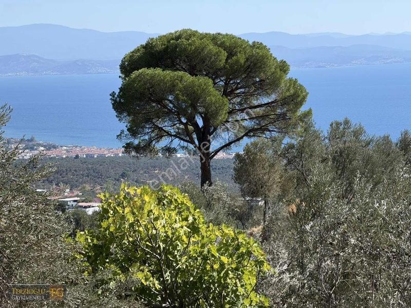 Terzioğlu'ndan Avcılarda Ful Deniz Manzaralı Zeytinlik — fotoğraf 13