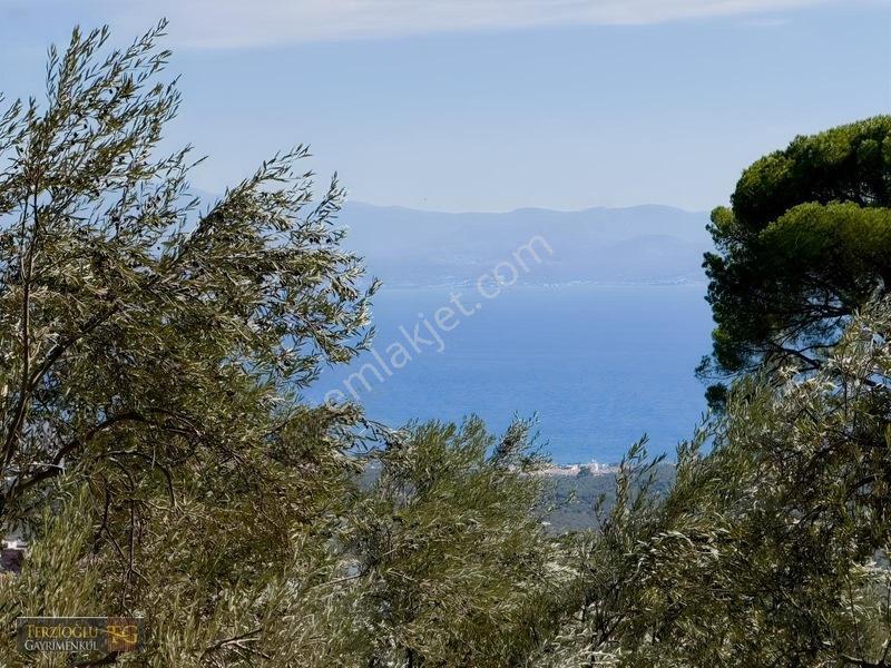 Terzioğlu'ndan Avcılarda Ful Deniz Manzaralı Zeytinlik — fotoğraf 14