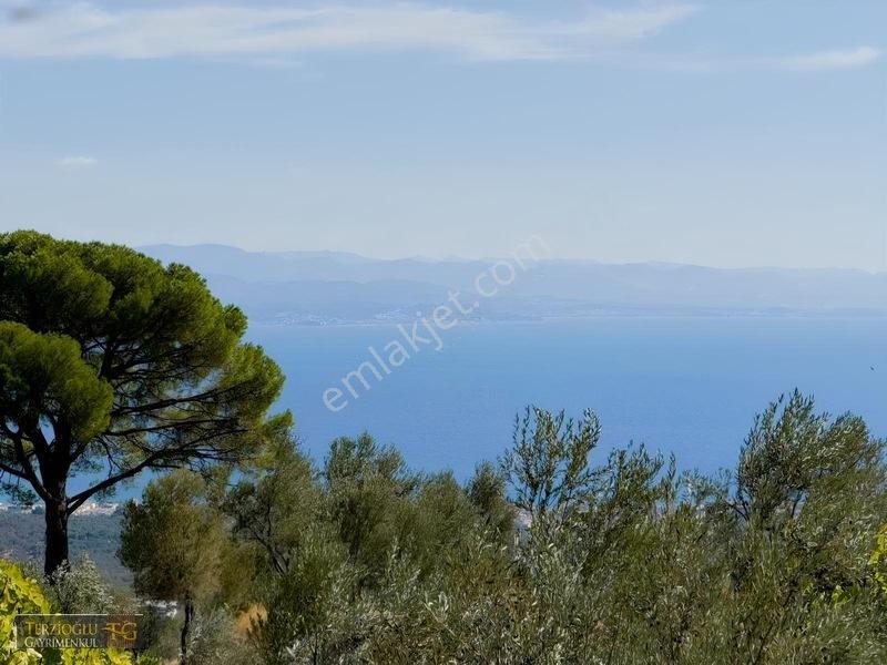 Terzioğlu'ndan Avcılarda Ful Deniz Manzaralı Zeytinlik — fotoğraf 16