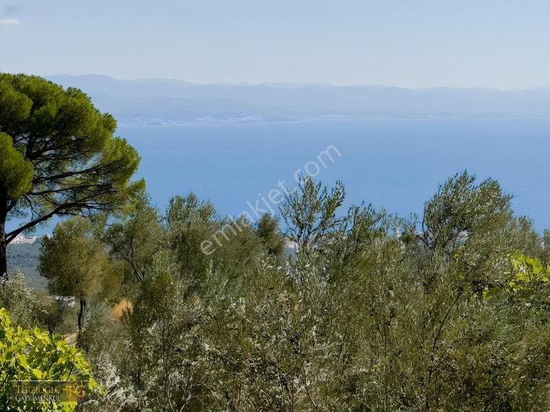 Terzioğlu'ndan Avcılarda Ful Deniz Manzaralı Zeytinlik — fotoğraf 17