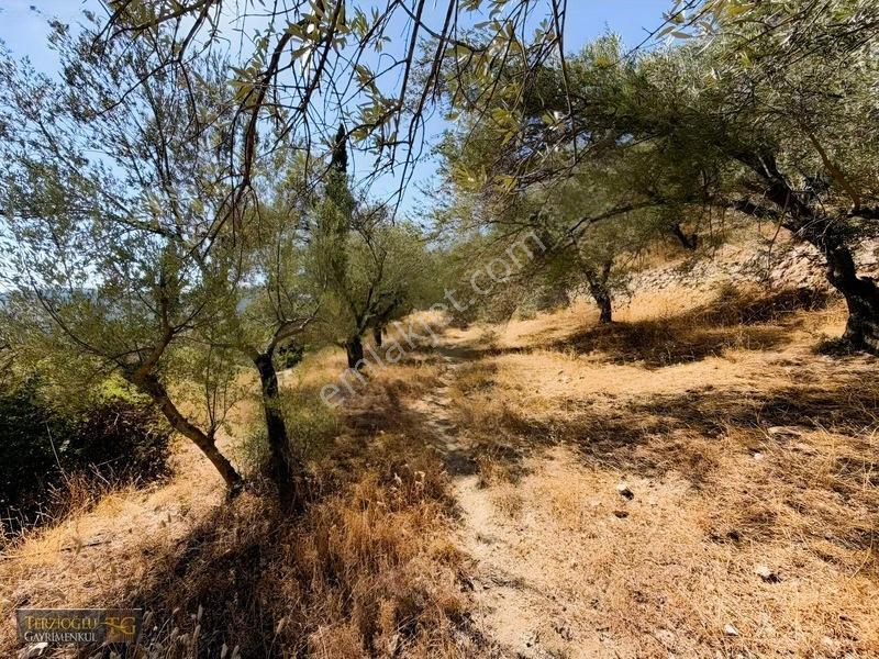 Terzioğlu'ndan Avcılarda Ful Deniz Manzaralı Zeytinlik — fotoğraf 18