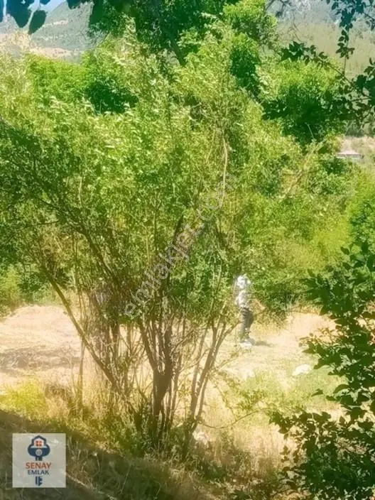 Saimbeyli /gürleşende Satılık Ev Ve Bahçe 3800m² — fotoğraf 5