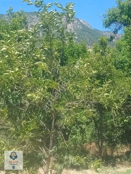 Saimbeyli /gürleşende Satılık Ev Ve Bahçe 3800m² — fotoğraf 22