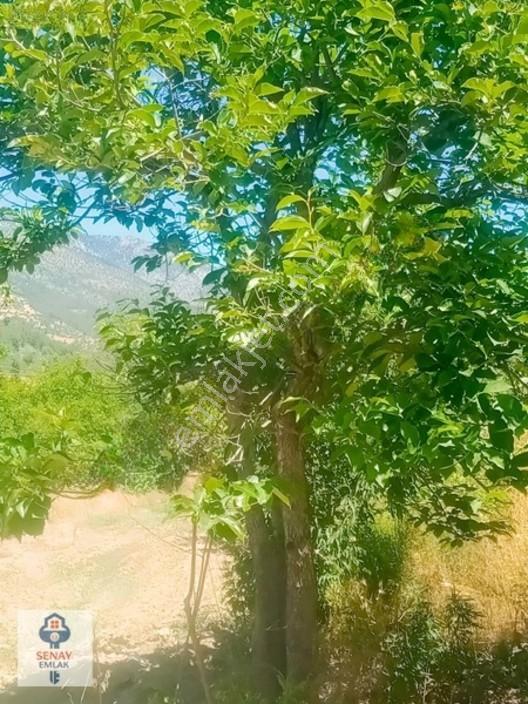 Saimbeyli /gürleşende Satılık Ev Ve Bahçe 3800m² — fotoğraf 24