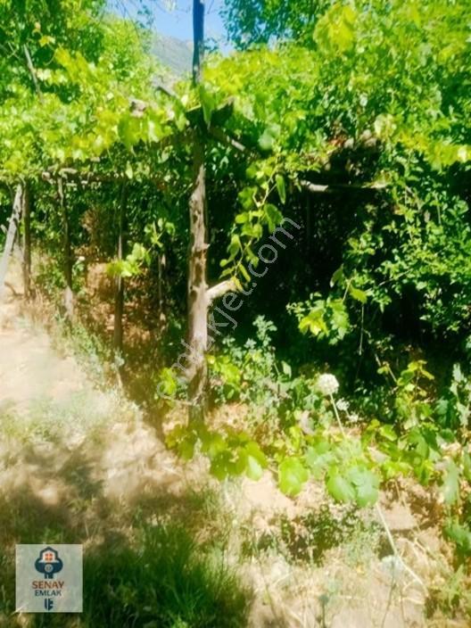 Saimbeyli /gürleşende Satılık Ev Ve Bahçe 3800m² — fotoğraf 30