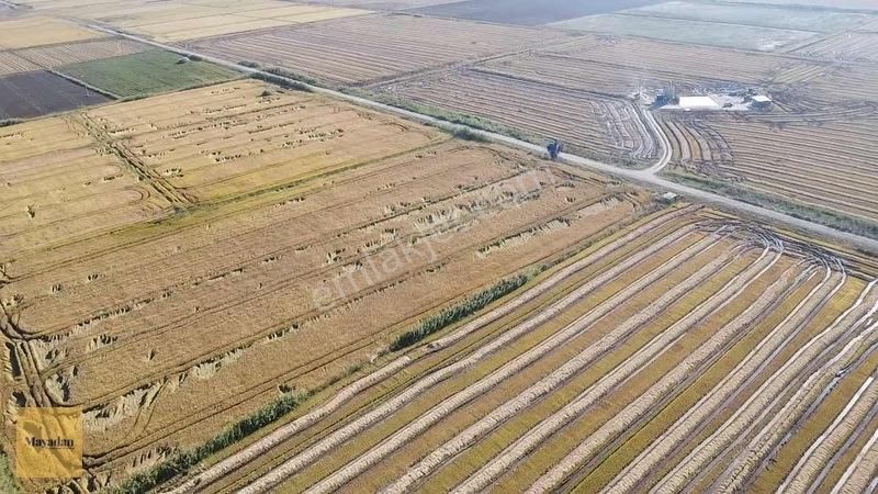 Mayadan Gyo Manyas Kulakda Satılık Çeltik Tarlası 40 Dönüm — fotoğraf 3