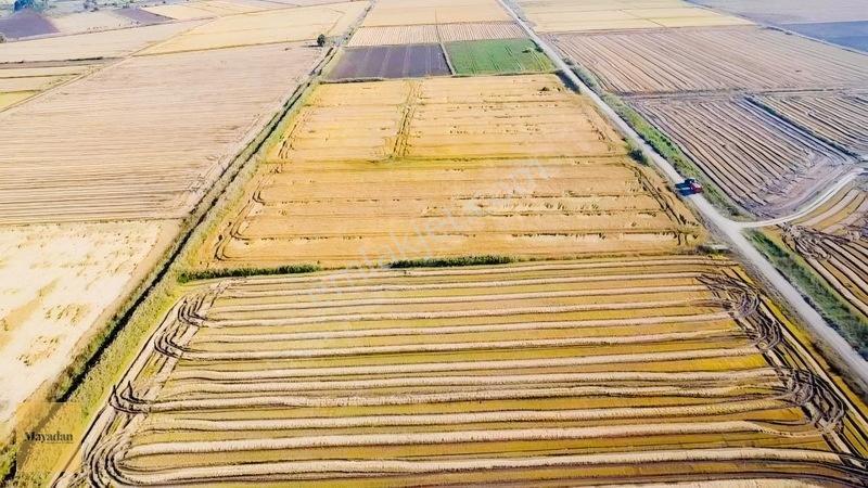 Mayadan Gyo Manyas Kulakda Satılık Çeltik Tarlası 40 Dönüm — fotoğraf 11
