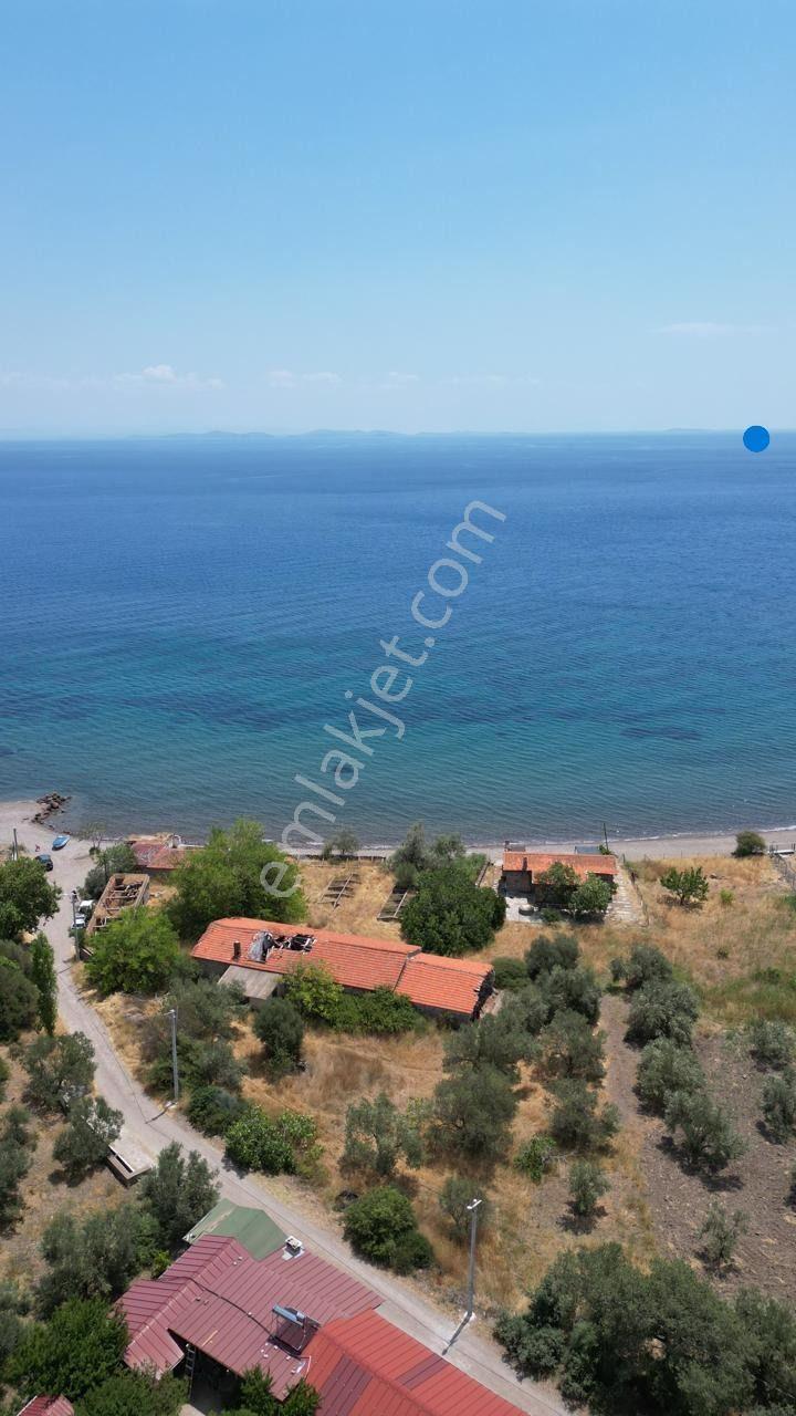 Asos Kozluda 6.016 M2 Eski Zeytinyağı Fabrikası — fotoğraf 4