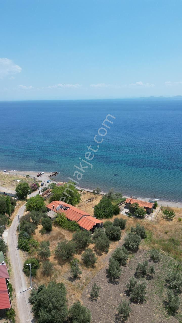 Asos Kozluda 6.016 M2 Eski Zeytinyağı Fabrikası — fotoğraf 5