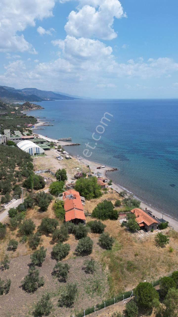 Asos Kozluda 6.016 M2 Eski Zeytinyağı Fabrikası — fotoğraf 6