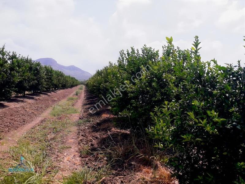 Esenlerköyü Asfalt Kenarı 17.000m2 8 Yaşında W Murcott Bahçe... — fotoğraf 3
