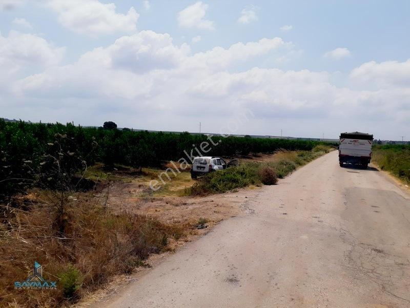 Esenlerköyü Asfalt Kenarı 17.000m2 8 Yaşında W Murcott Bahçe... — fotoğraf 5