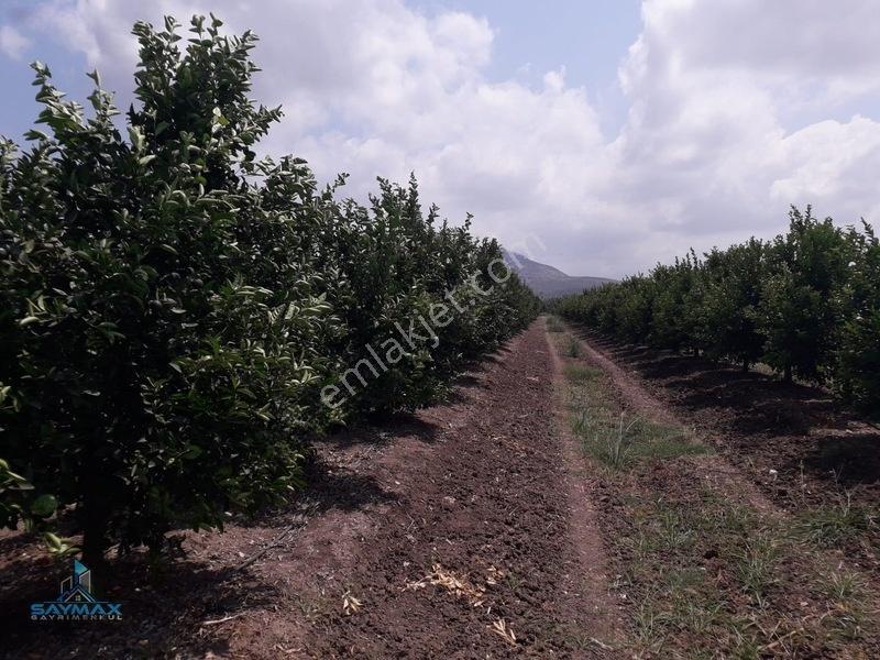 Esenlerköyü Asfalt Kenarı 17.000m2 8 Yaşında W Murcott Bahçe... — fotoğraf 6