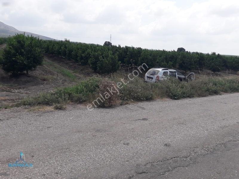 Esenlerköyü Asfalt Kenarı 17.000m2 8 Yaşında W Murcott Bahçe... — fotoğraf 7