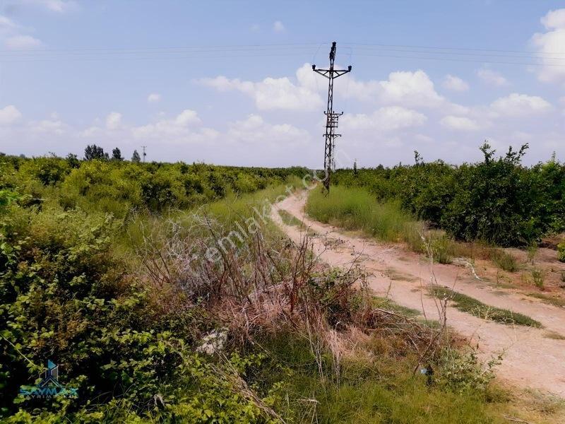 Esenlerköyü Asfalt Kenarı 17.000m2 8 Yaşında W Murcott Bahçe... — fotoğraf 8