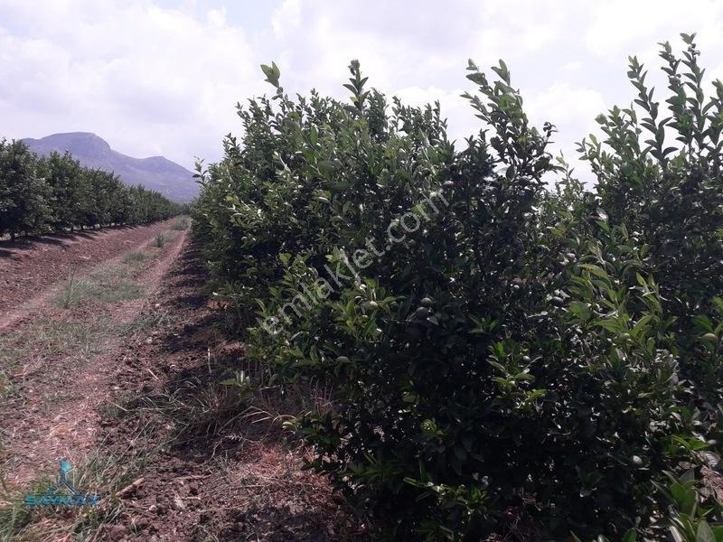 Esenlerköyü Asfalt Kenarı 17.000m2 8 Yaşında W Murcott Bahçe... — fotoğraf 9