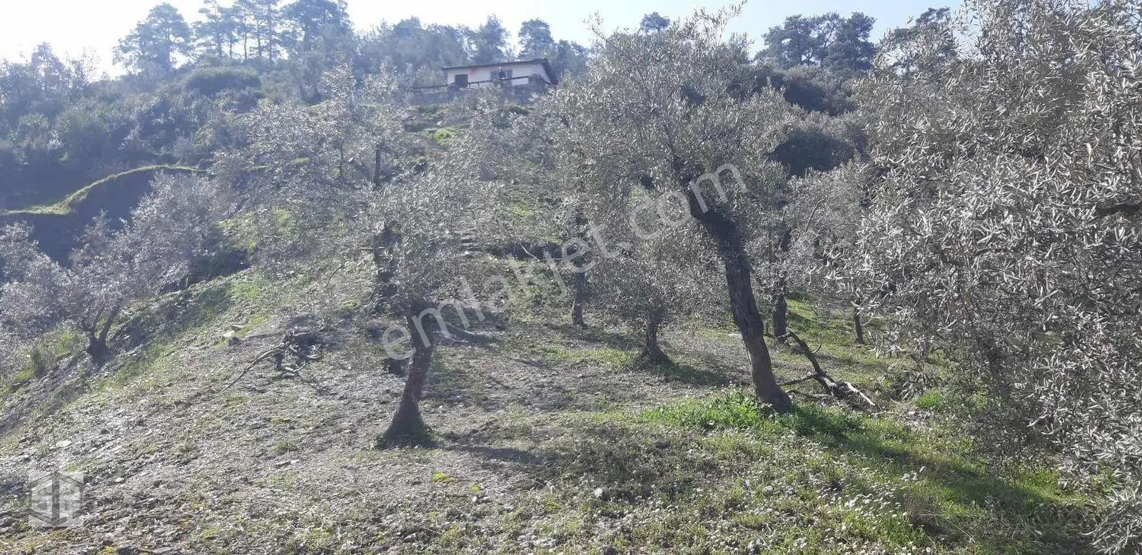 İzmir Selçuk Şirince Köyünde İçinde Evi Olan Zeytinlik 2658 M2 — fotoğraf 5