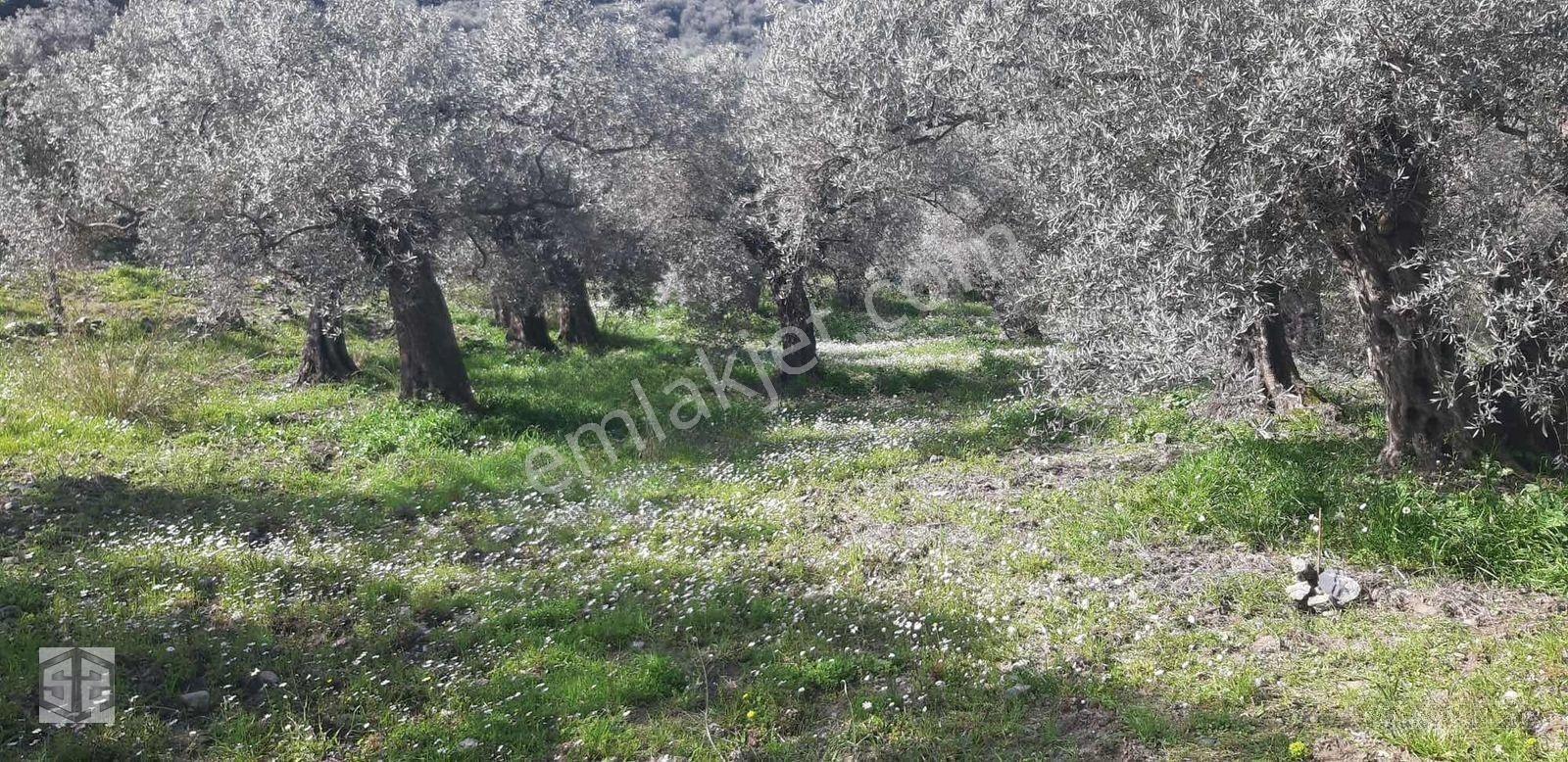 İzmir Selçuk Şirince Köyünde İçinde Evi Olan Zeytinlik 2658 M2 — fotoğraf 8