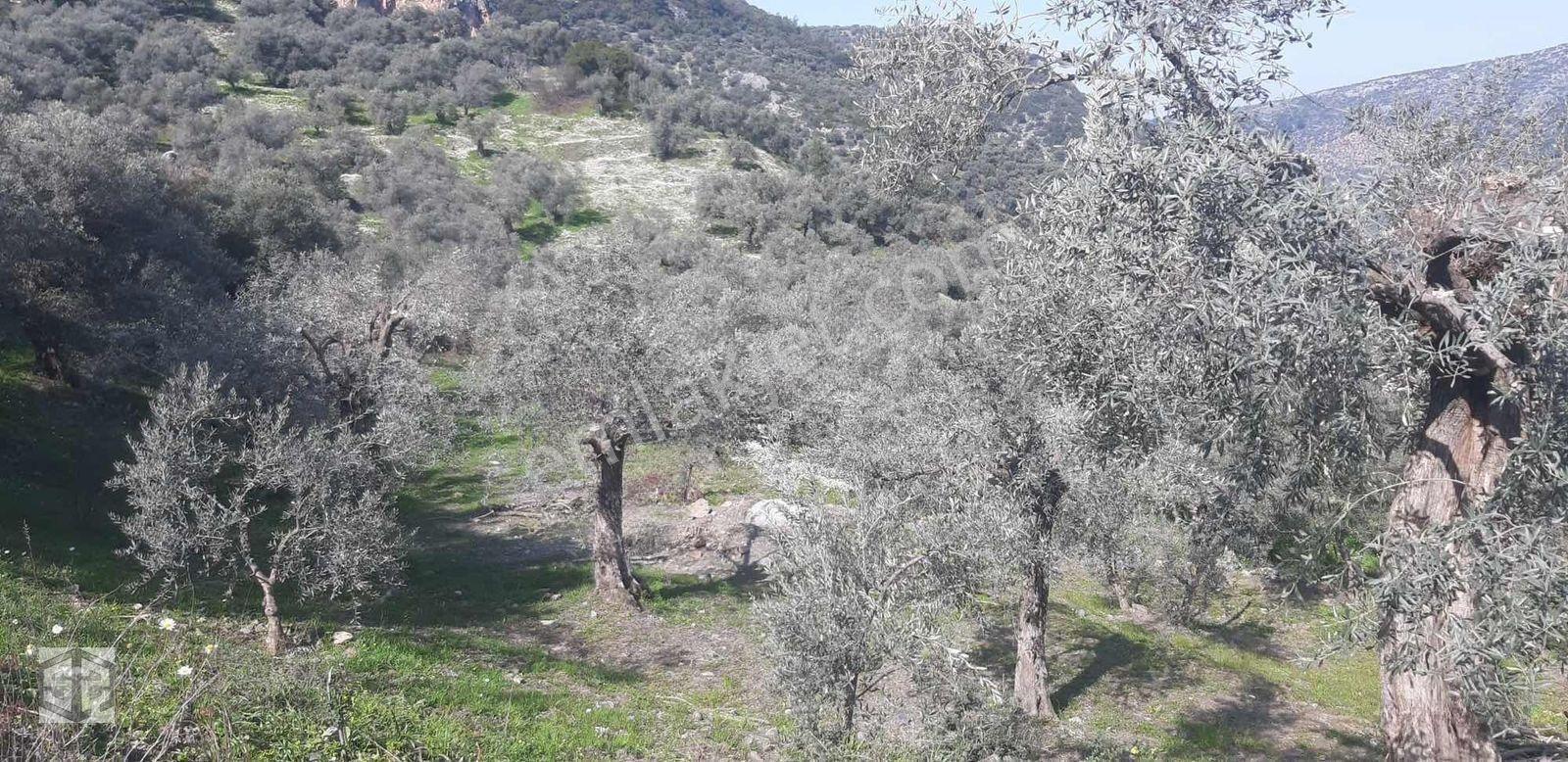 İzmir Selçuk Şirince Köyünde İçinde Evi Olan Zeytinlik 2658 M2 — fotoğraf 10