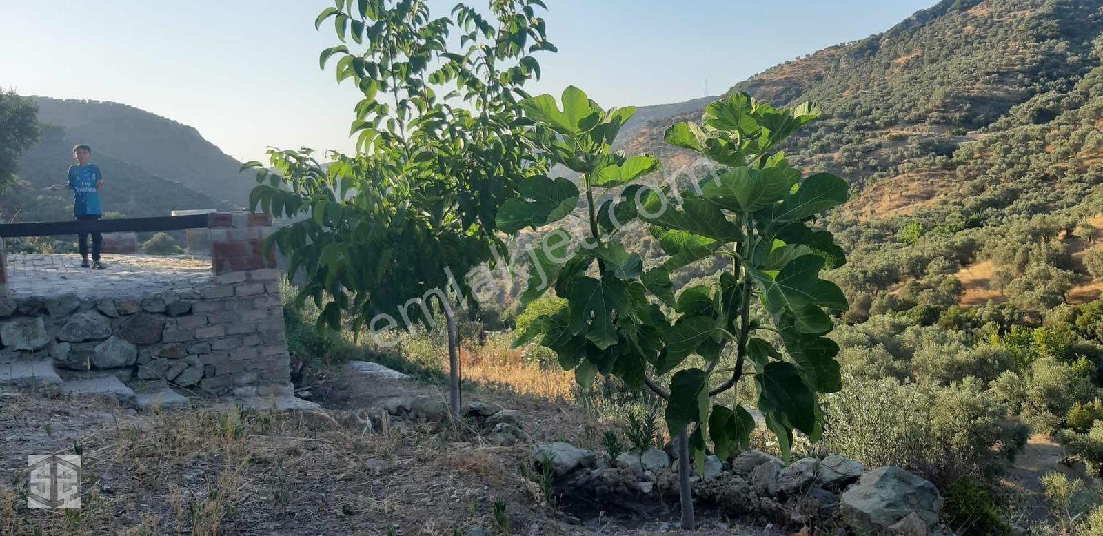 İzmir Selçuk Şirince Köyünde İçinde Evi Olan Zeytinlik 2658 M2 — fotoğraf 11